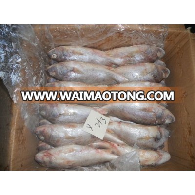 Frozen Yellow Croaker Fish