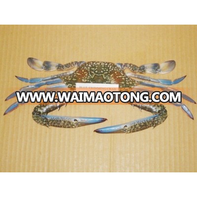 Frozen Blue Swimming Crab