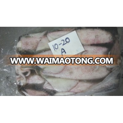 Frozen Loligo Squid Whole Round