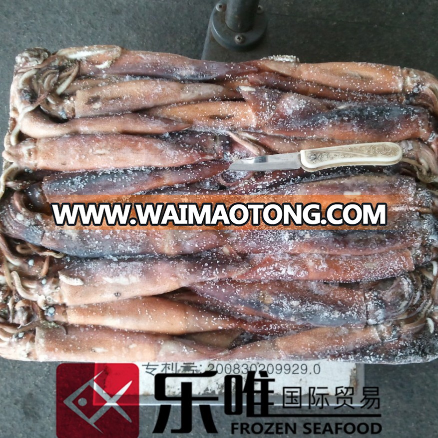 price of fresh frozen squid wholesale with high quality 100 TO 150g